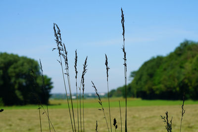 Plants growing on land against sky