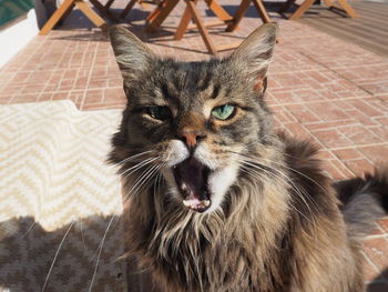 Close-up portrait of a cat