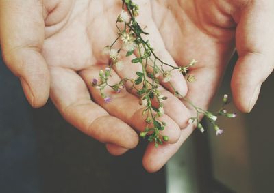 Close-up of cropped hand holding flower