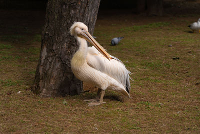 View of birds on field