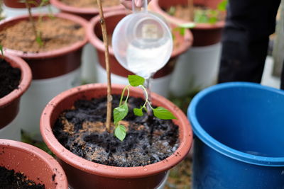 Close-up of potted plant