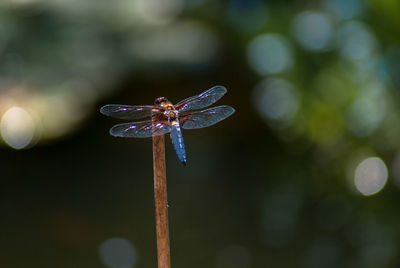 Close-up of dragonfly