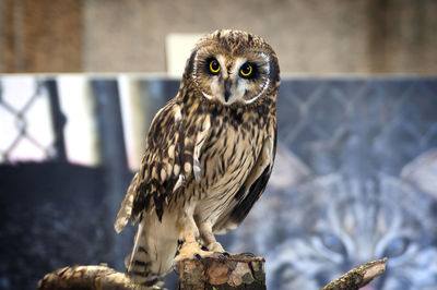 Close-up of owl perching on wood