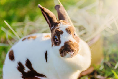 Close-up of rabbit by straw on field