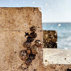 Close-up of sea shell on rock by sea against sky