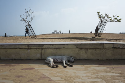 Dog sleeping on road against sky