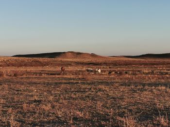 Scenic view of field against clear sky