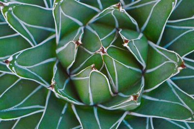 Close-up of succulent plant