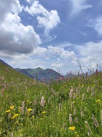 Scenic view of flowering plants on field against sky