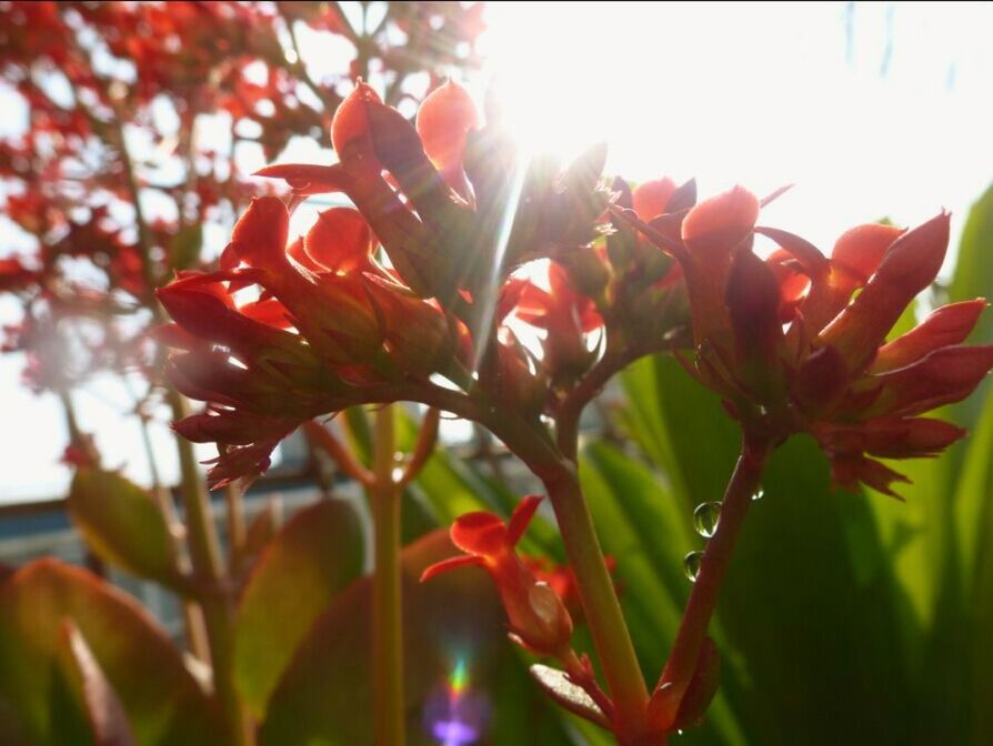 flower, growth, freshness, petal, fragility, beauty in nature, leaf, plant, close-up, nature, sun, focus on foreground, sunlight, blooming, flower head, sunbeam, red, stem, clear sky, bud