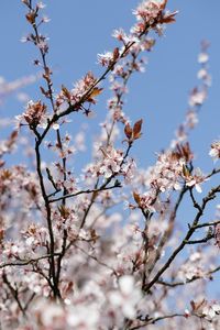 Close-up of fresh pink flowers against sky