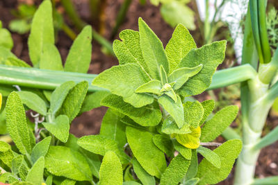 High angle view of fresh green plant