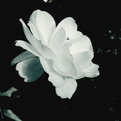 Close-up of pink flower blooming against black background