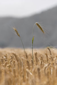 Close-up of wheat growing on field against sky