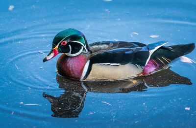 Duck swimming in a lake