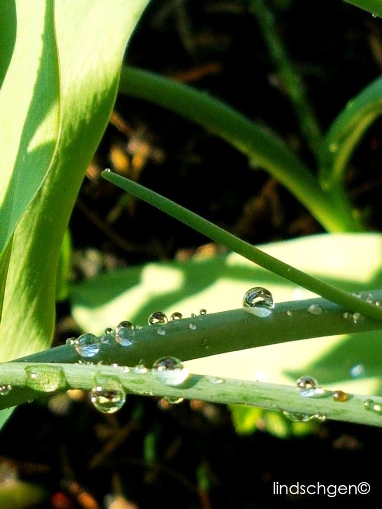 nature, drop, growth, plant, focus on foreground, leaf, green color, no people, close-up, beauty in nature, animal themes, outdoors, insect, wet, fragility, one animal, day, freshness, water, animals in the wild