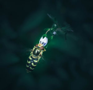 Close-up of insect on flower