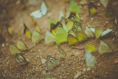 High angle view of butterfly on plant