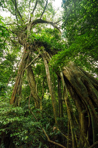 Trees in forest