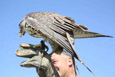 Low angle view of man looking at bird against clear sky