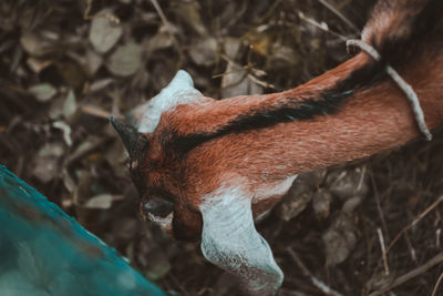 High angle view of horse on land