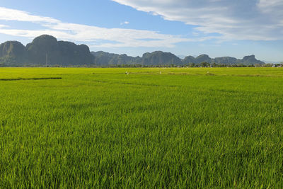 Scenic view of agricultural field against sky