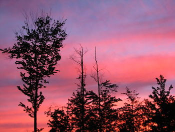 Trees against sky during sunset