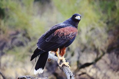 Close-up of owl perching outdoors