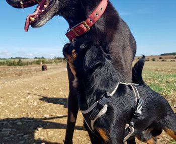 Close-up of a dog