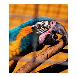 Close-up of parrot