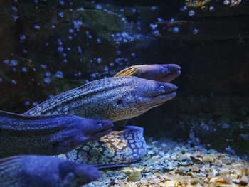 Close-up of fish swimming in aquarium