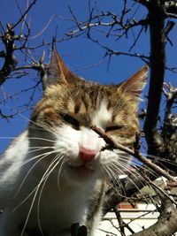 Low angle view of cat