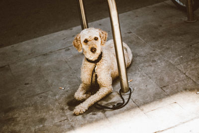 Portrait of sheepdog tied on pole