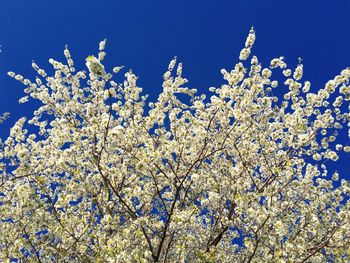 Low angle view of flowers against clear blue sky