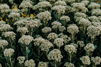 Full frame shot of plants