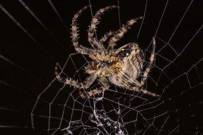 Close-up of spider on web against black background