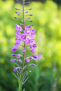 Close-up of purple flowering plant