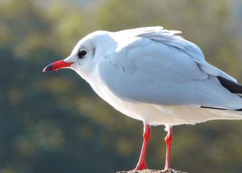 Close-up of seagull perching