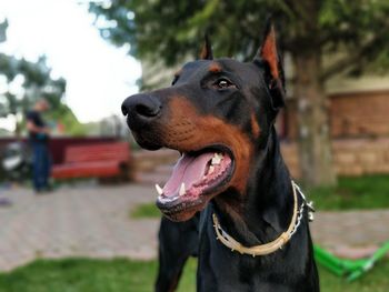 Close-up of dog looking away