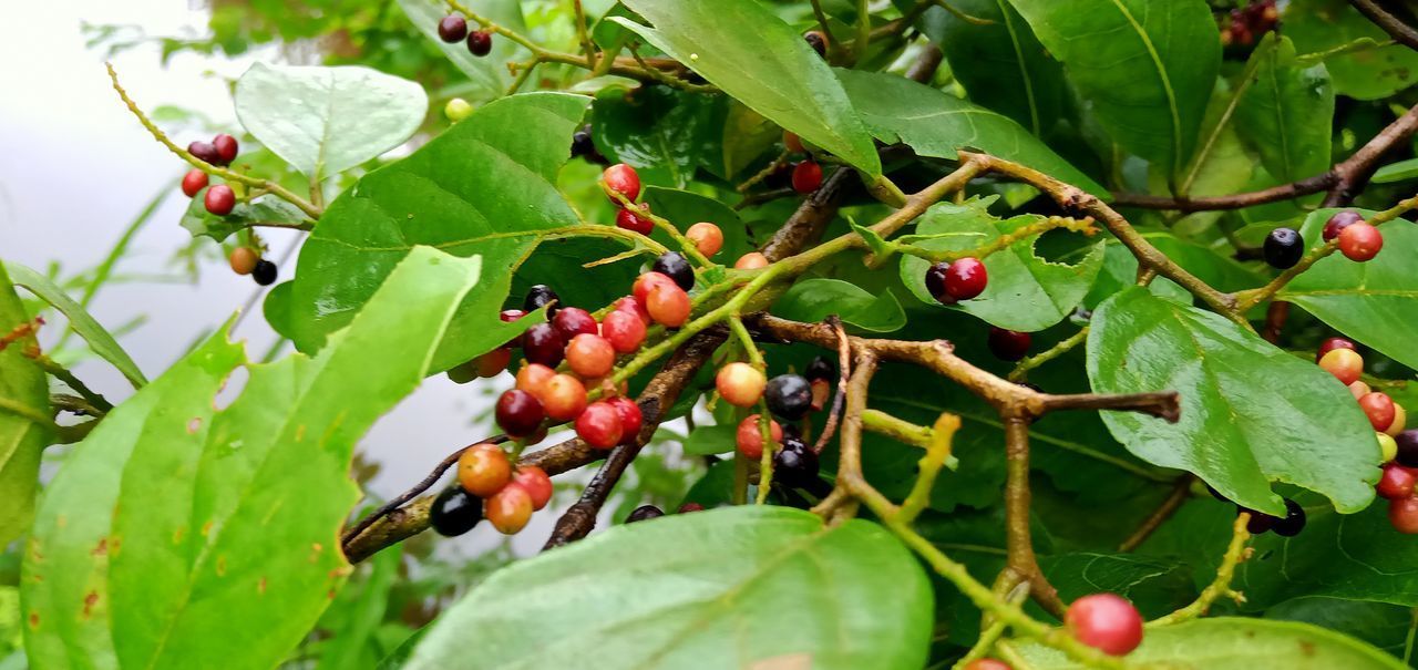 CLOSE-UP OF CHERRIES ON TREE