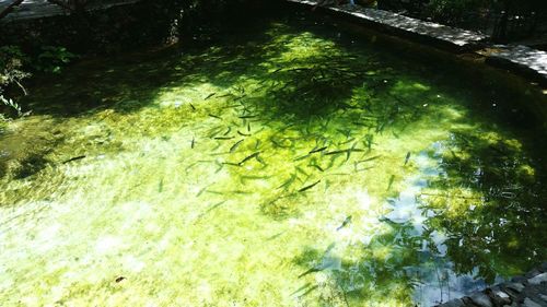 Reflection of trees in water