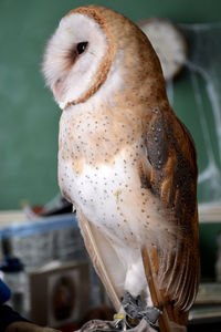 Close-up of owl perching