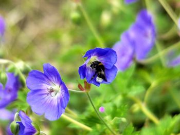 Close-up of insect on purple flower