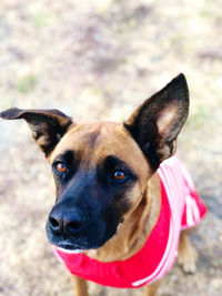 Close-up portrait of dog on field