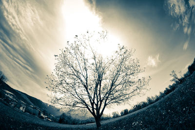 Low angle view of bare tree against sky