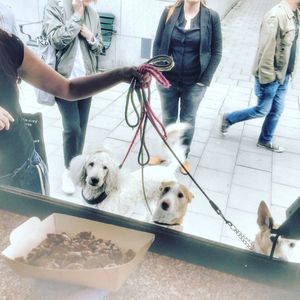 Low section of people with dog