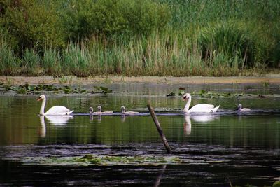 Swans swimming in lake