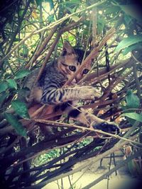 Cat looking away