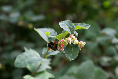 Close-up of insect on plant