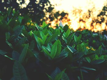 Close-up of plants